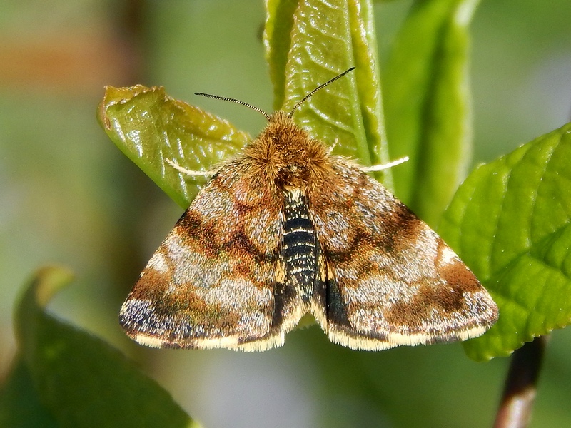 Panemeria tenebrata